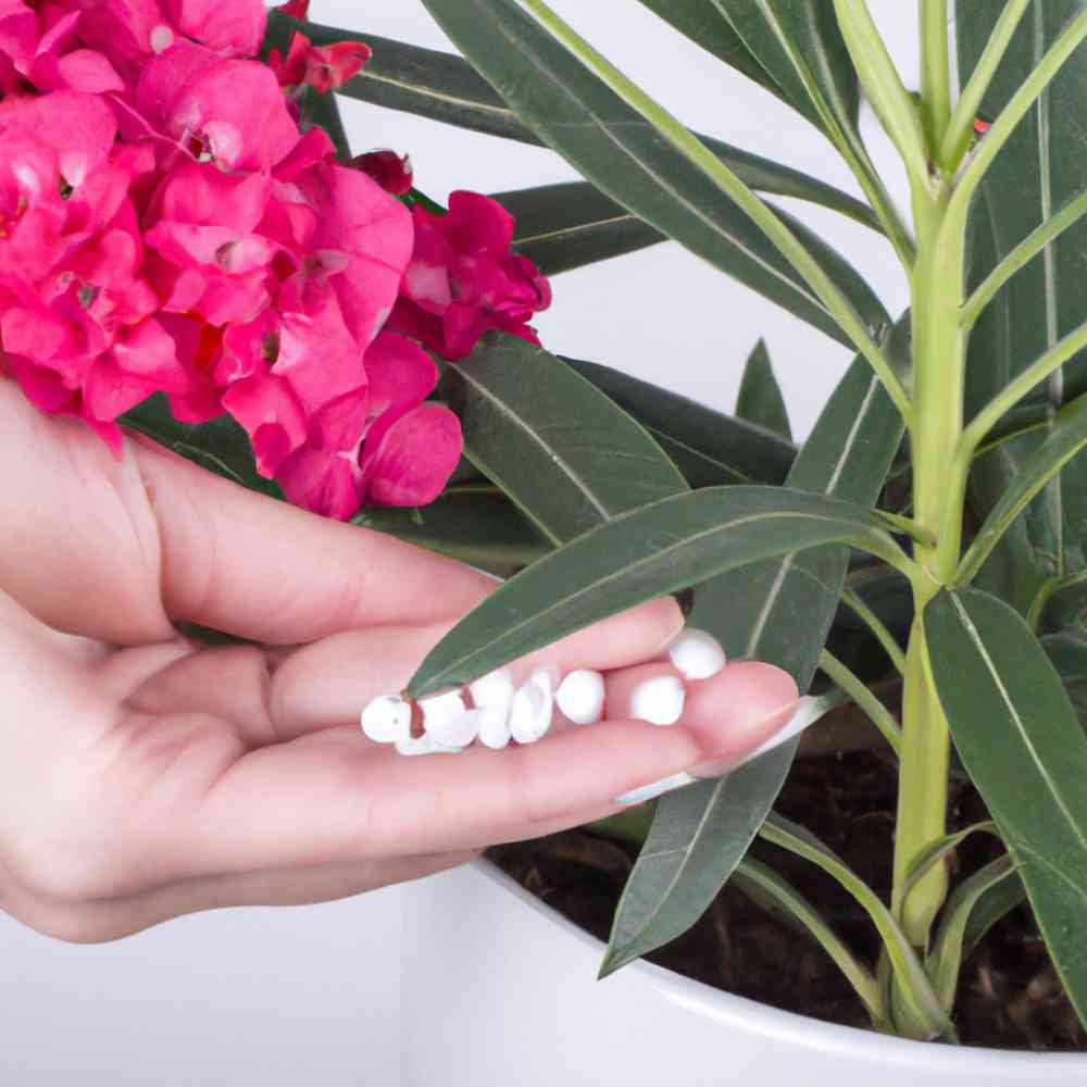 Oleander dngen: 5 Tipps, wie du ihn zum Glnzen verhilfst!