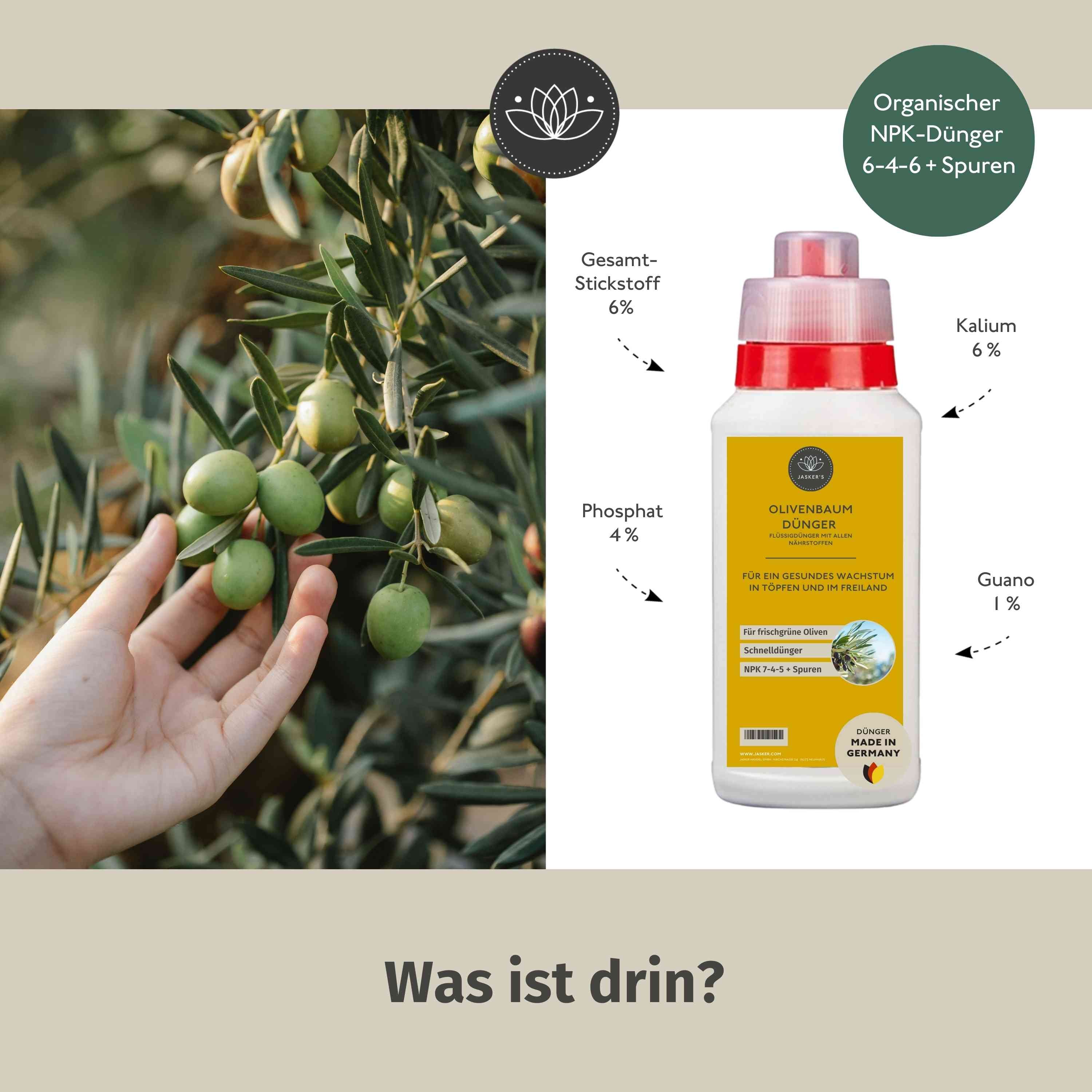 Olivenbaum Dünger flüssig 5 Liter - Oliven Dünger - Dünger für Olivenbaum